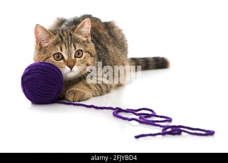 Tabby kitten playing with wool Stock Photo