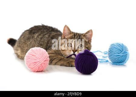 Tabby kitten playing with wool Stock Photo