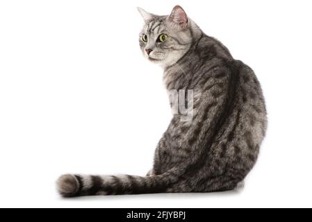 Adult british shorthair cat isolated on white Stock Photo