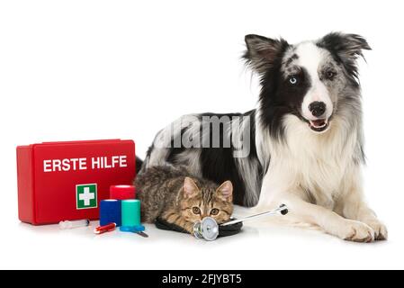 Cat and dog with first aid kit Stock Photo