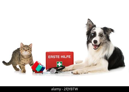 Cat and dog with first aid kit Stock Photo