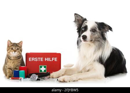 Cat and dog with first aid kit Stock Photo