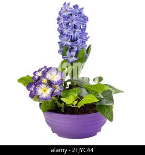 First spring flowers, hyacinths, primroses and ivy in pot isolated on white background Stock Photo
