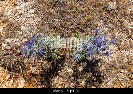 View of the Amethyst eryngo - Latin name - Eryngium amethystinum Stock Photo