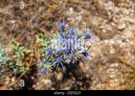 View of the Amethyst eryngo - Latin name - Eryngium amethystinum Stock Photo