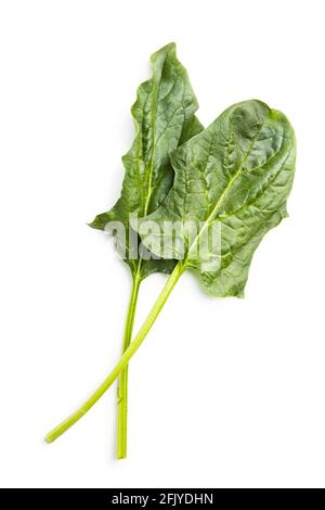 Green spinach leaves isolated on white background. Stock Photo