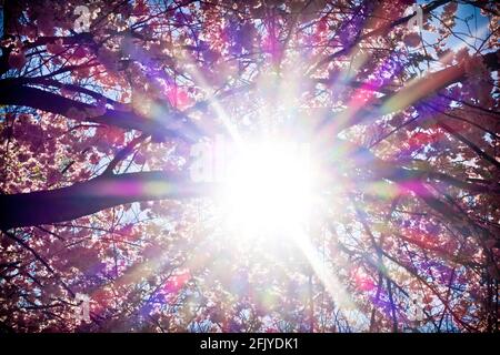 cherry tree blossoming with colorful sun flare effect Stock Photo