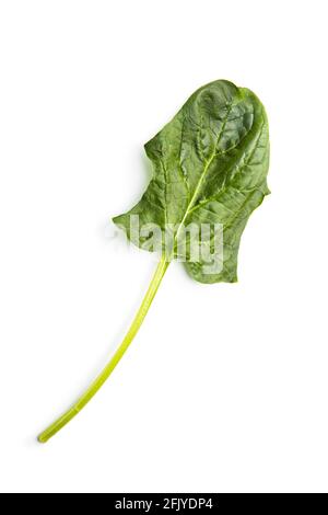 Green spinach leaf isolated on white background. Stock Photo