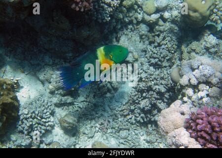 Male Broomtail wrasse (Cheilinus lunulatus) in Red Sea Stock Photo