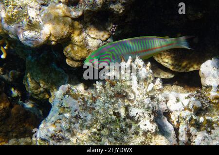 Klunzinger's wrasse (Thalassoma rueppellii) in Red Sea Stock Photo