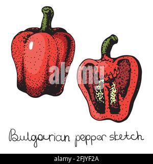 Pepper hand drawn vector set. Vegetable Isolated object full, half and slices bell pepper. Detailed vegetarian food drawing. Farm market product. Papr Stock Vector