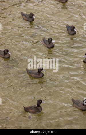 A Pattern made up of New Zealand Scaup or Black Teal Ducks as they Float on Lake Te Anau, South Island, New Zealand Stock Photo