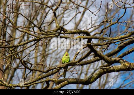 Rose ringed parakeet perching in branches, Richmond Park, England Stock Photo