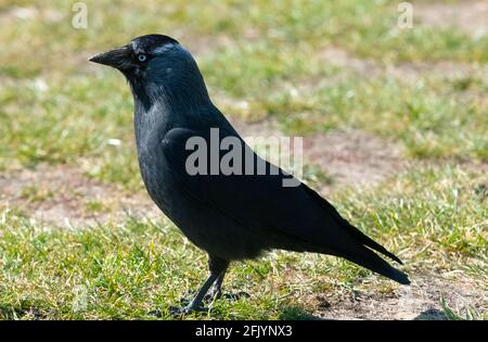 Common European jackdaw side lit standing on the grass Stock Photo