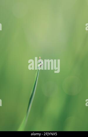close-up of dewdrops on grass Stock Photo