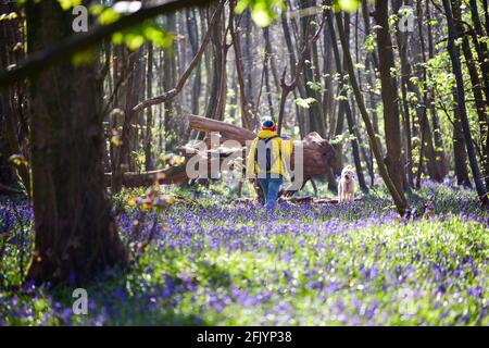 Brighton UK 27th April 2021 - Walkers enjoy the carpet of bluebells in the early morning Spring sunshine at Stanmer Park Great Wood , Brighton , Sussex :  Credit Simon Dack / Alamy Live News Stock Photo