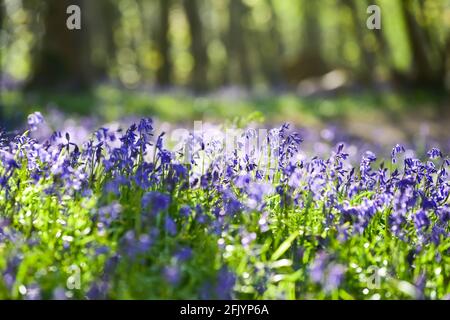 Brighton UK 27th April 2021 - A carpet of bluebells in the early morning Spring sunshine in Stanmer Park Great Wood , Brighton , Sussex :  Credit Simon Dack / Alamy Live News Stock Photo