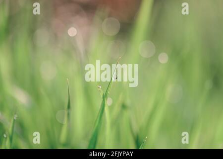 close-up of dewdrops on grass Stock Photo