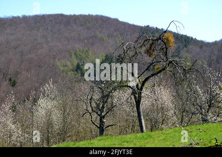 blooming cherry plantation with mountain backdrop in Witzenhausen Wendershausen, Germany Stock Photo