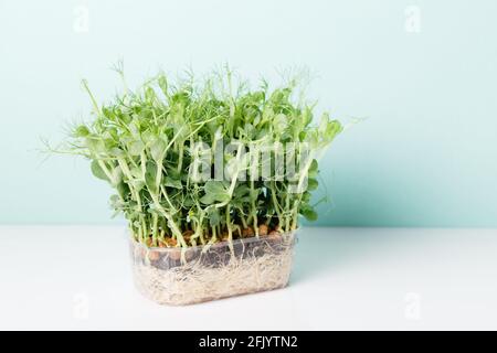Peas Sprouting Micro greens and celery on blue background Stock Photo
