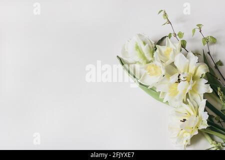 Feminine floral frame composition. Decorative web banner made of beautiful white and yellow tulips. Daffodils flowers with birch branches. White Stock Photo