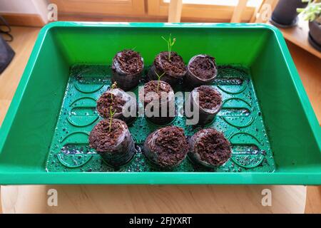 Young Chilli plant, Growing chilli plants indoors using peat pellets. The  seed pod expands when placed in water Stock Photo - Alamy