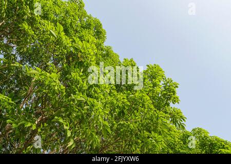 Rubber tree plantation in thailand. Stock Photo