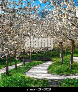 Taihaku Cherry Blossom trees in full bloom at The Alnwick Garden, Alnwick, Northumberland, England, United Kingdom Stock Photo