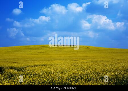 Rapeseed field & blue sky Stock Photo