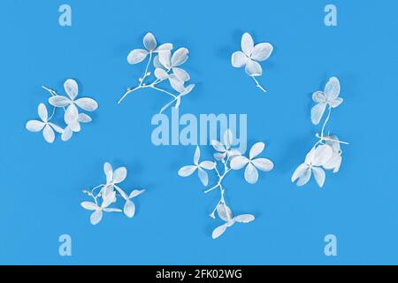 Small dried white flowers on blue background. Flat lay Stock Photo