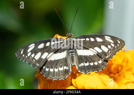 Common Sailor Butterfy (Neptis hylas) a black and white butterfly close up on orange flower. Stock Photo