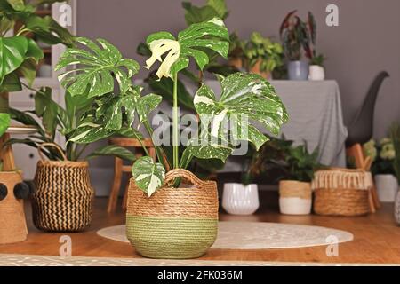 Tropical 'Monstera Deliciosa Thai Constellation' houseplant with beautiful white sprinkled varigated leaves in basket flower pot in living room Stock Photo