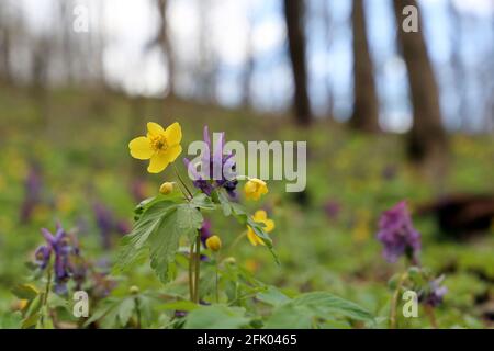 Spring flowers in a forest, yellow anemone and purple fumewort on a glade. Background with vivid colors of awakening nature Stock Photo