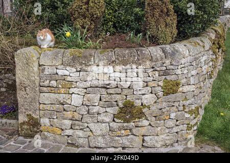 A cat sitting on a dry stone garden wall in the Peak District village of Biggin, Derbyshire Stock Photo