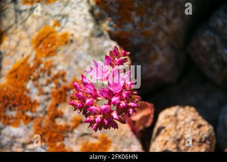 Beautiful pink  flowers Sedum album in the mountains. Succulent plant. Stock Photo