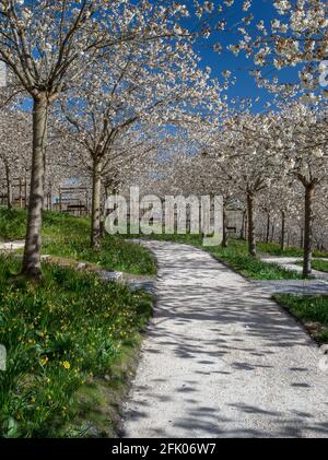 Taihaku Cherry Blossom trees in full bloom at The Alnwick Garden, Alnwick, Northumberland, England, United Kingdom Stock Photo