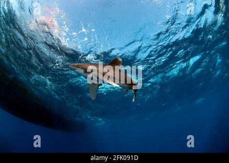 Oceanic white tip close to the surface in a wavy sea Stock Photo