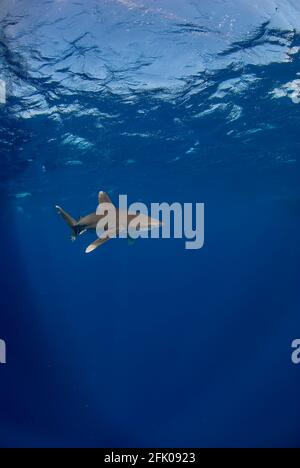 Vertical image of a longimanus swimming close to the surface. Stock Photo