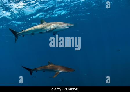 Couple of silky sharks (Carcharhinus falciformis) swimming in the blue Stock Photo
