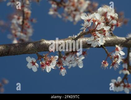 Blossoming tree branches in springtime against blue sky. Selective focus. Stock Photo