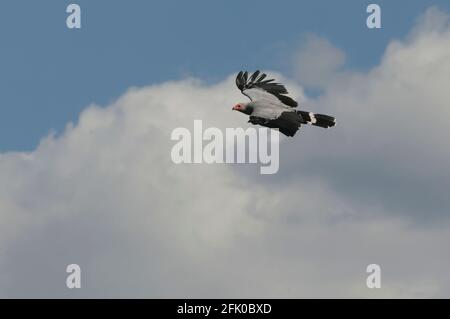 Madagascar Harrier-Hawk (Polyboroides radiatus) - Madagascar Stock Photo