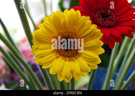 Yellow And Red Gerberas Stock Photo