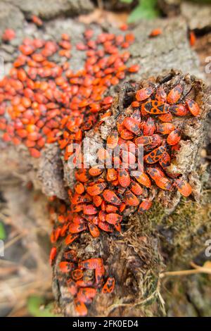 Pyrrhocoris apterus – the firebug – is a common insect of the family Pyrrhocoridae. Mainly nymphs / nymph examples & some adults with their distinctive black markings & circle dots. Stock Photo