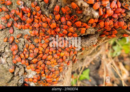 Pyrrhocoris apterus – the firebug – is a common insect of the family Pyrrhocoridae. Mainly nymphs / nymph examples & some adults with their distinctive black markings & circle dots. Stock Photo