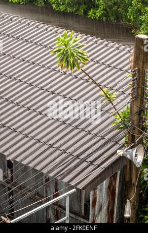 The rain fell on the old tile roof Stock Photo