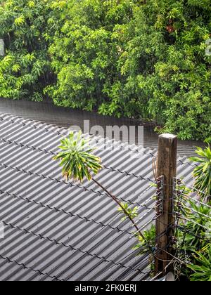 The rain fell on the old tile roof Stock Photo