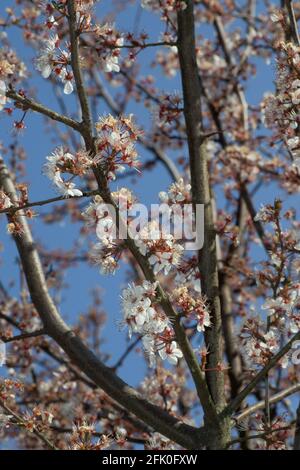 Blossoming tree branches in springtime against blue sky. Selective focus. Plum blossoms Stock Photo