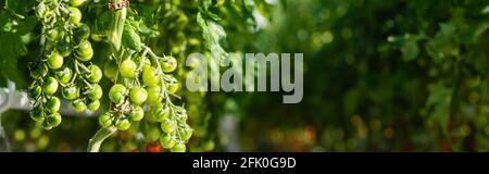 branches of green cherry tomatoes on blurred background, banner Stock Photo