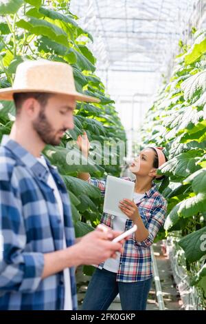 african american woman with digital tablet checking plants near farmer with smartphone on blurred foreground Stock Photo