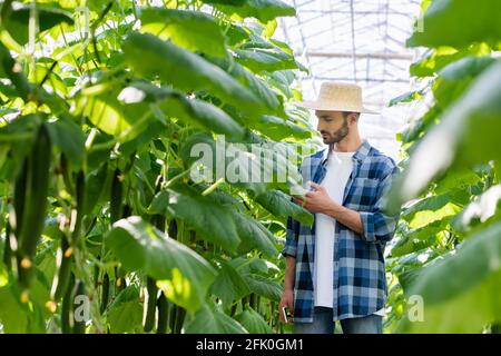 farmer in plaid shirt checking cucumber plants in greenhouse, blurred foreground Stock Photo